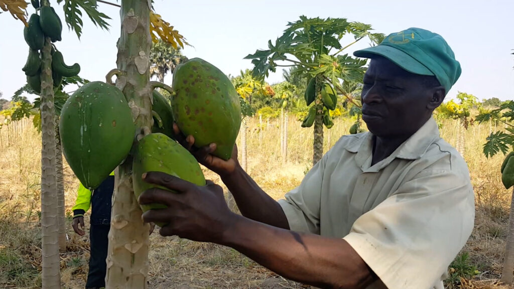 Rural farmer tending his papaya trees and picking fruit